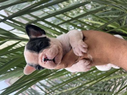 A KALİTE ORJİNAL FRANSIZ BULLDOG