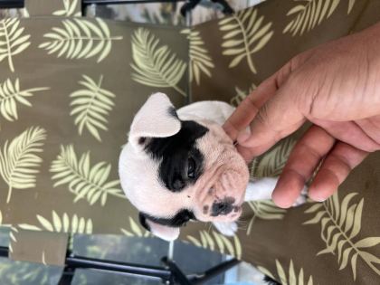 A KALİTE ORJİNAL FRANSIZ BULLDOG