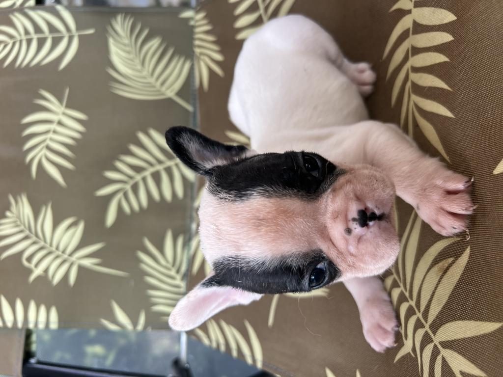A KALİTE ORJİNAL FRANSIZ BULLDOG