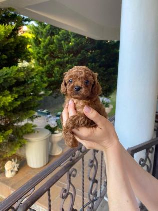 TOY POODLE TEACUP BOY YAVRU