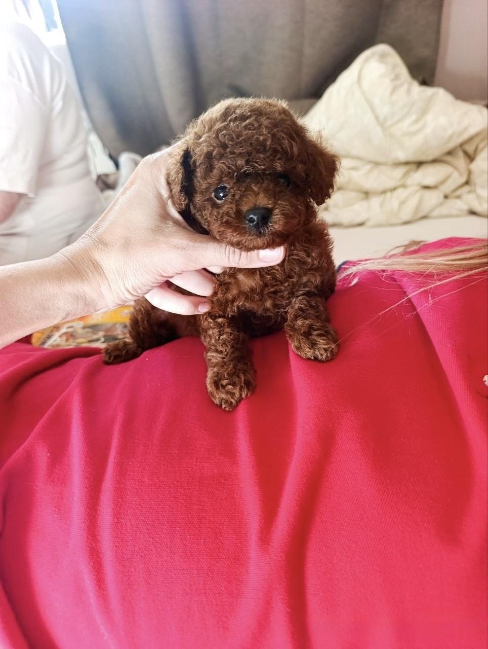 TOY POODLE TEACUP BOY YAVRU