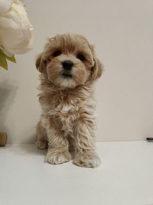 MALTİPOO YAVRULAR