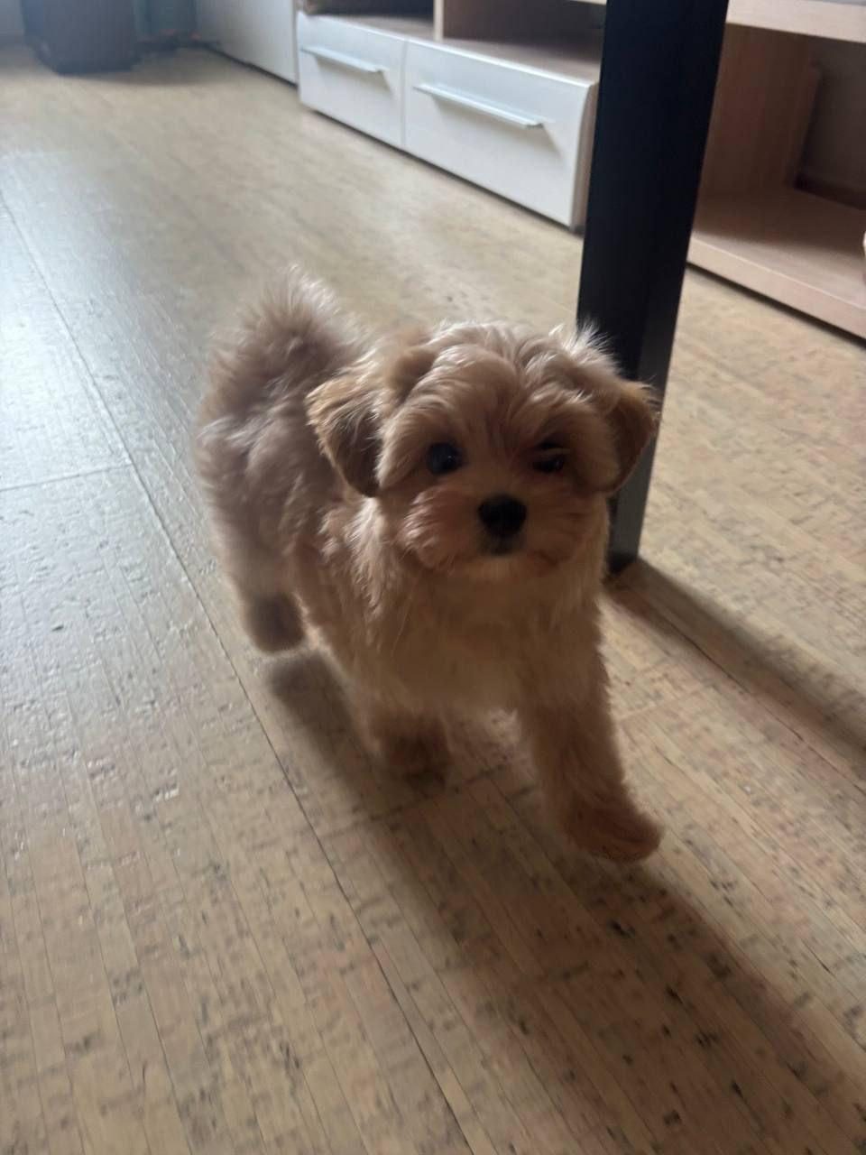 MALTİPOO YAVRULAR