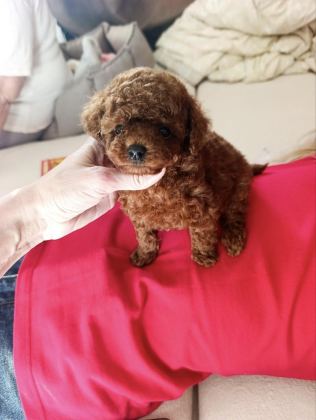 TOY POODLE TEACUP BOY YAVRU