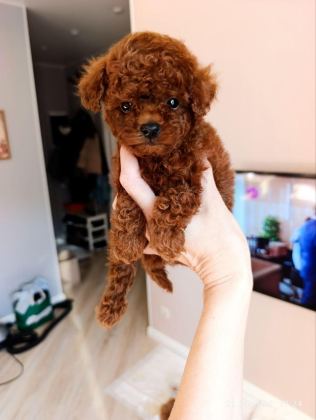 TOY POODLE TEACUP BOY YAVRU