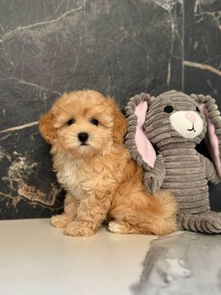 EFSANE MALTİPOO YAVRULAR