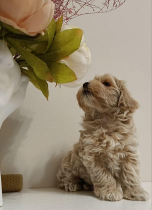 MALTİPOO YAVRULAR