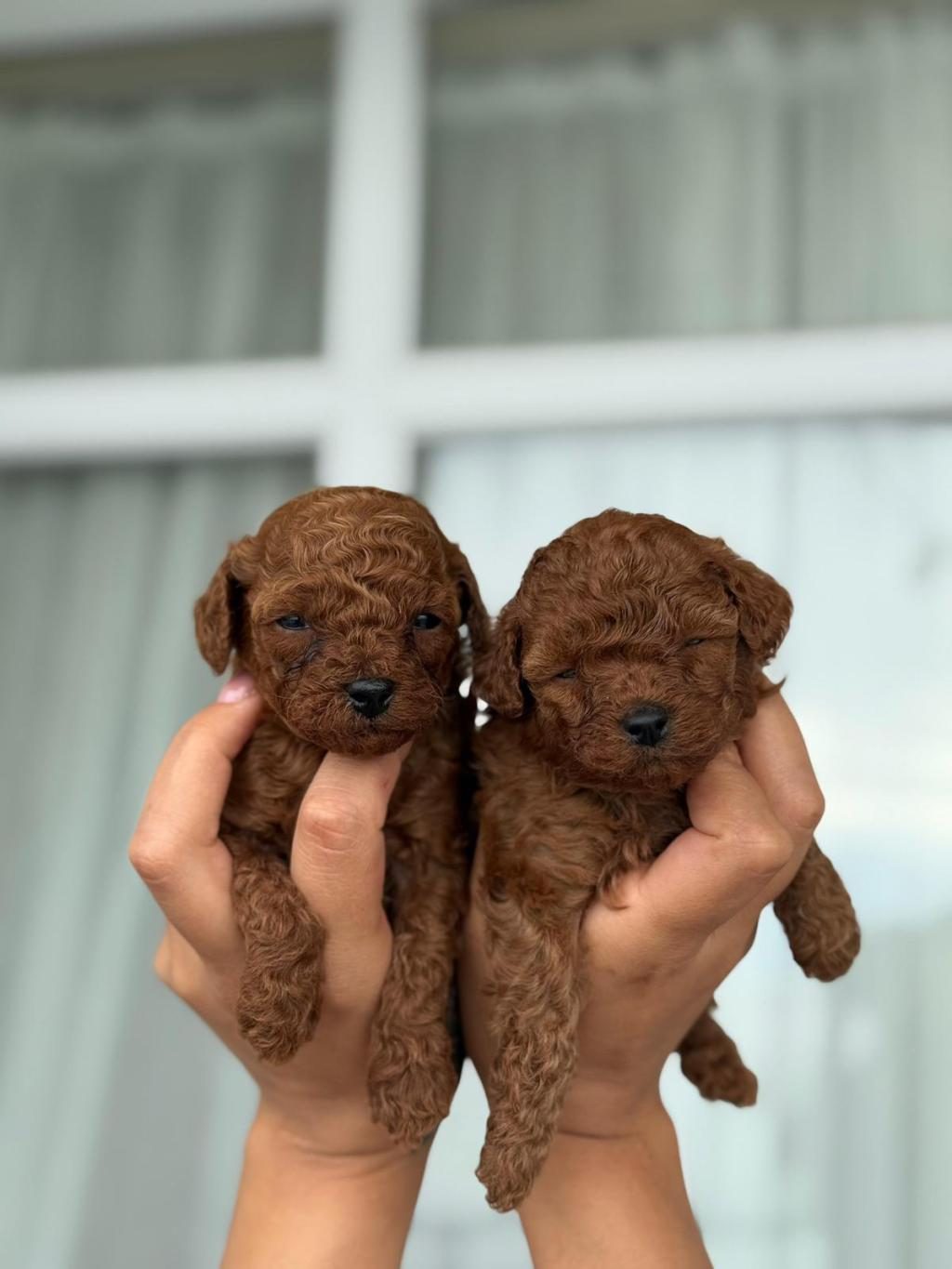TEACUP KOREA POODLE SAGLIK VE KG GARANTİLİ WC EGİTİMLİ