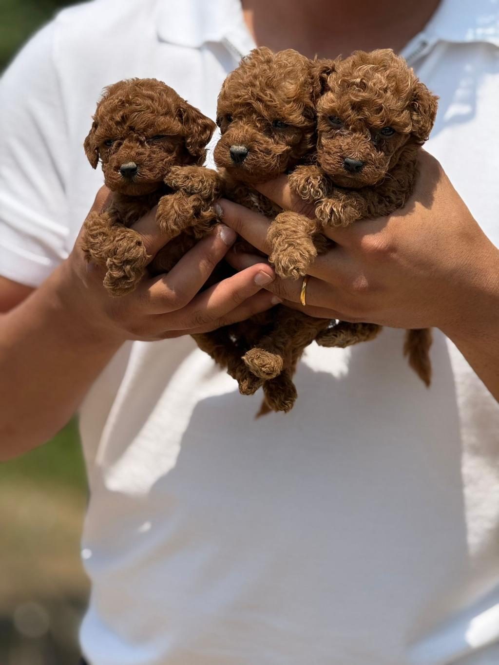 TEACUP KOREA POODLE AŞILI EĞİTİMLİ