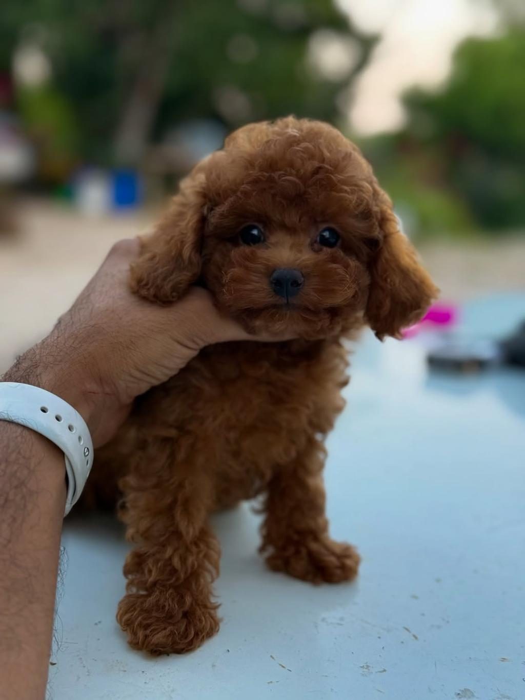 TEACUP KOREA POODLE SAGLIK VE KG GARANTİLİ WC EGİTİMLİ