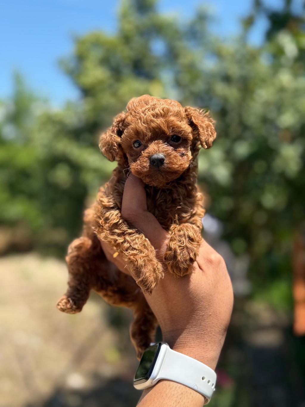 KORE TEACUP POODLE BEBEKLER