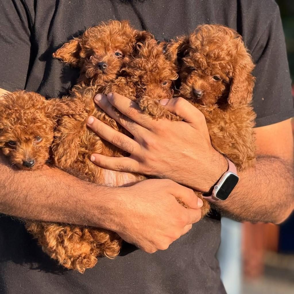 TEACUP KOREA POODLE SAGLIK VE KG GARANTİLİ WC EGİTİMLİ