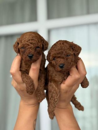 TEACUP KOREA POODLE SAGLIK VE KG GARANTİLİ WC EGİTİMLİ