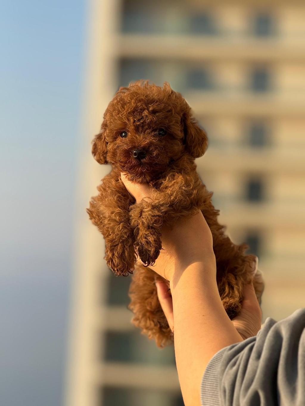 TEACUP BOY AŞILI WC EĞİTİMLİ PREMIUM POODLE
