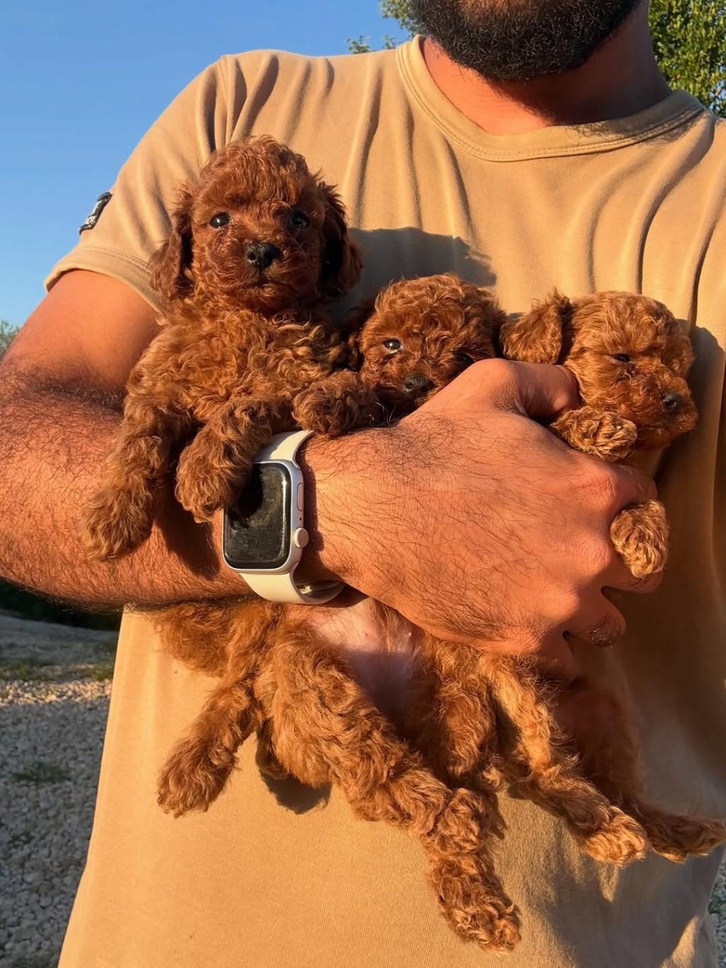 TEACUP KOREA POODLE SAGLIK VE KG GARANTİLİ WC EGİTİMLİ