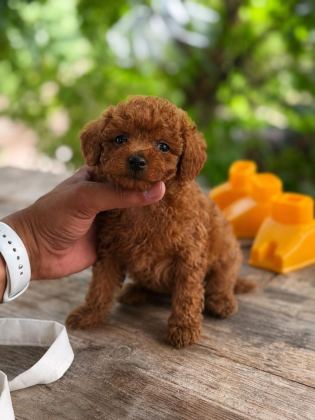 TEACUP KOREA POODLE SHOW KALİTE MİNİBOY