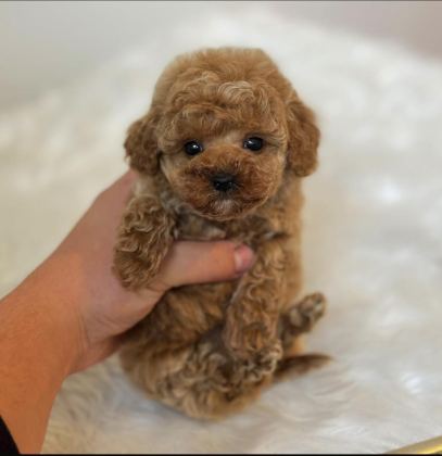 TÜRKİYENİN EN GÜZEL MALTİPOO BEBEKLERİ