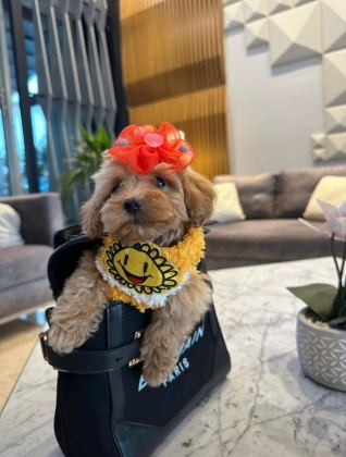 TÜRKİYENİN EN GÜZEL MALTİPOO BEBEKLERİ