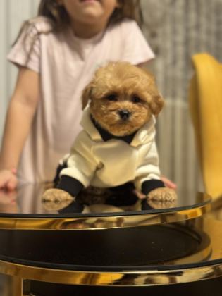 TÜRKİYENİN EN GÜZEL MALTİPOO BEBEKLERİ