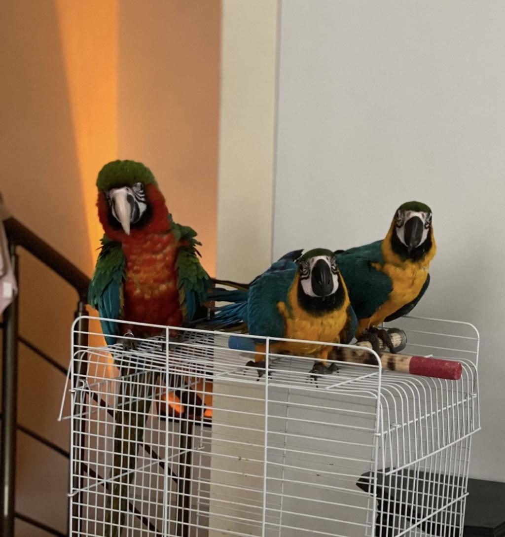 MAVİ MACAW PAPAĞANI EĞİTİME AÇIK