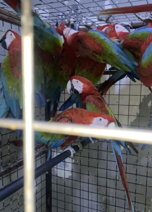 MAVİ MACAW PAPAĞANI EĞİTİME AÇIK