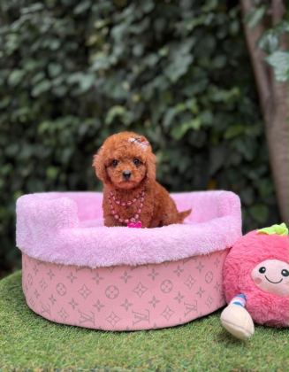 ORJİNAL TEACÜP POODLE