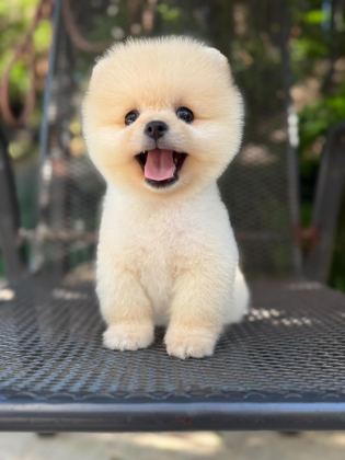 ORJİNAL POMERANİAN BOO YAVRUMUZ