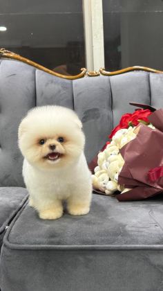 ORJİNAL POMERANİAN BOO