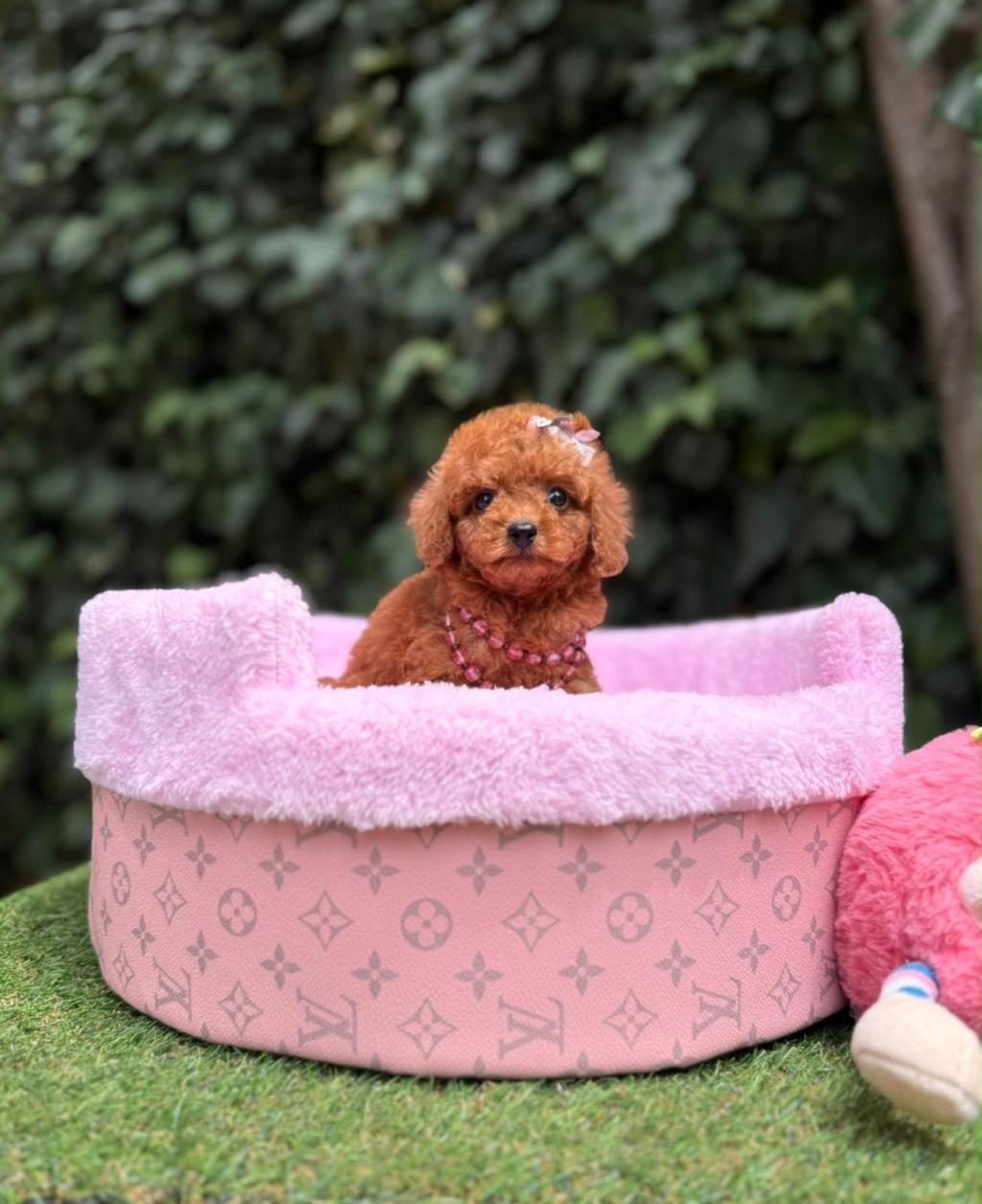 ORJİNAL TEACÜP POODLE