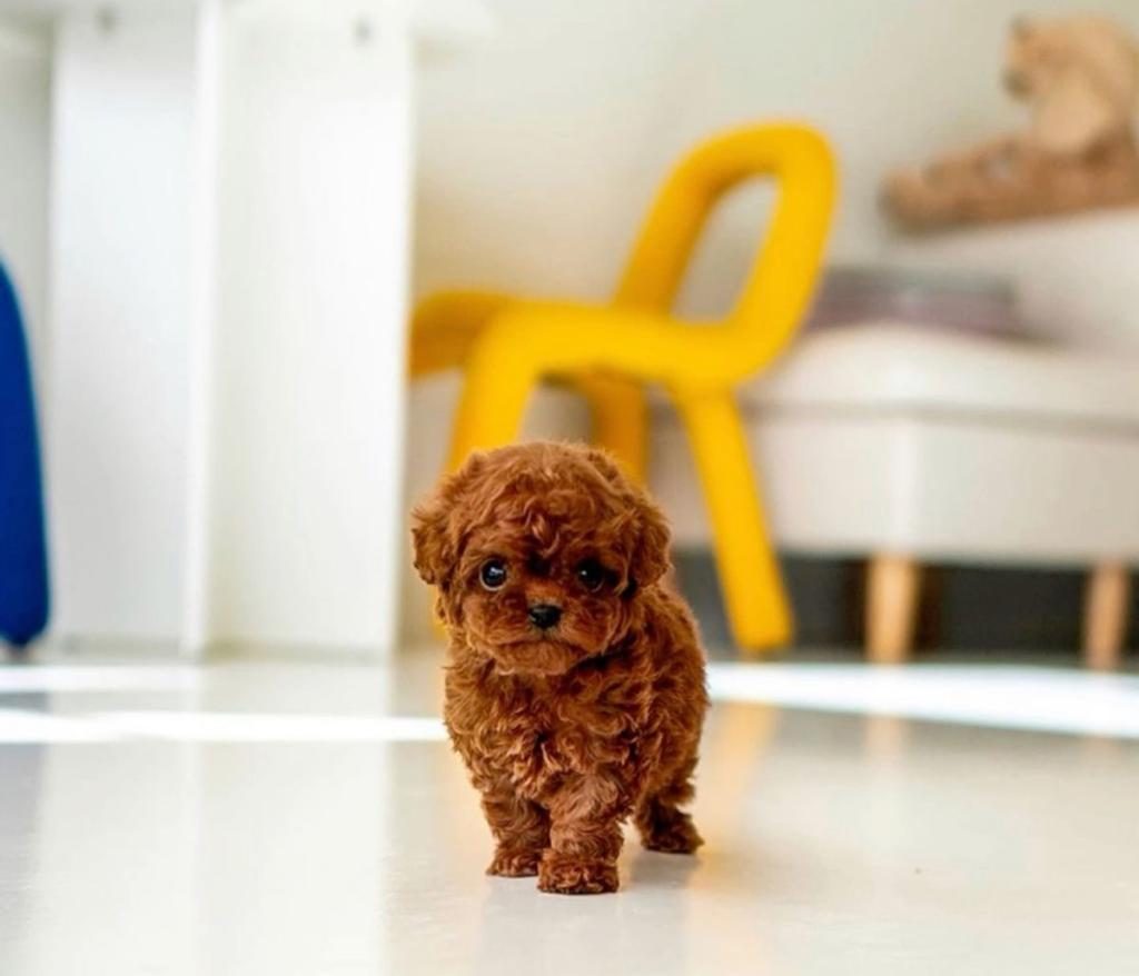 ORJİNAL TEACÜP TOYY POODLE