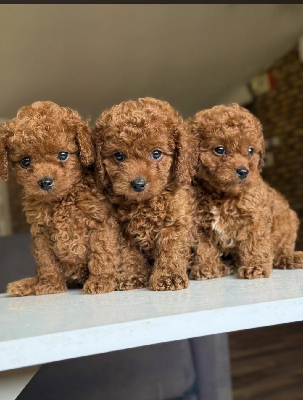 ORJİNAL TOY POODLE YAVRULARIMIZ
