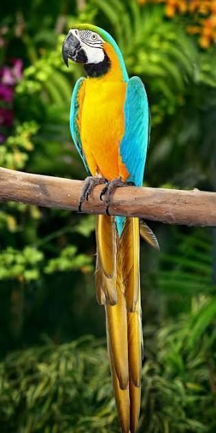 ORİJİNAL SARI KIRMIZI MACAW