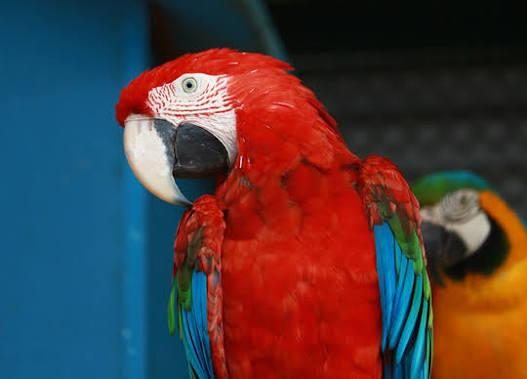 ARA MACAW KIRMIZI PAPAĞANIMIZ