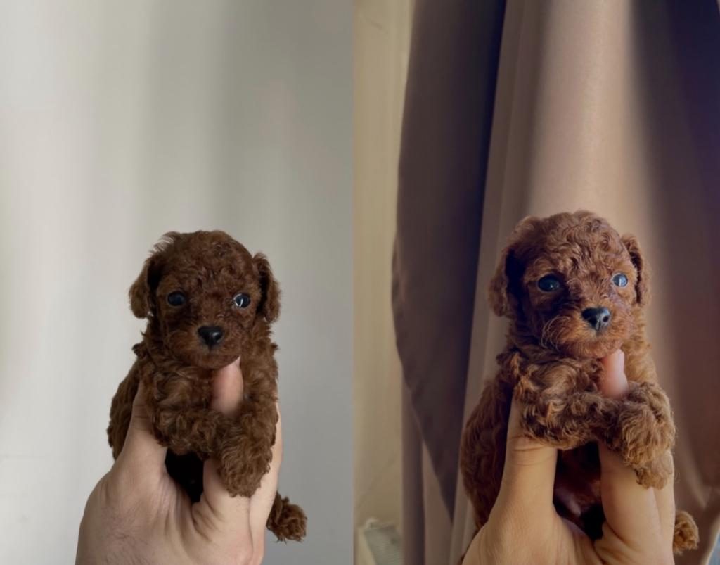 ORJİNAL RED BROWN POODLE