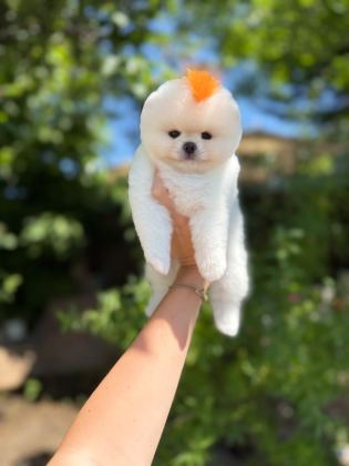 ORJİNAL POMERANİAN BOO