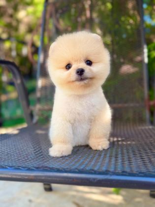 ORJİNAL POMERANİAN BOO YAVRUMUZ