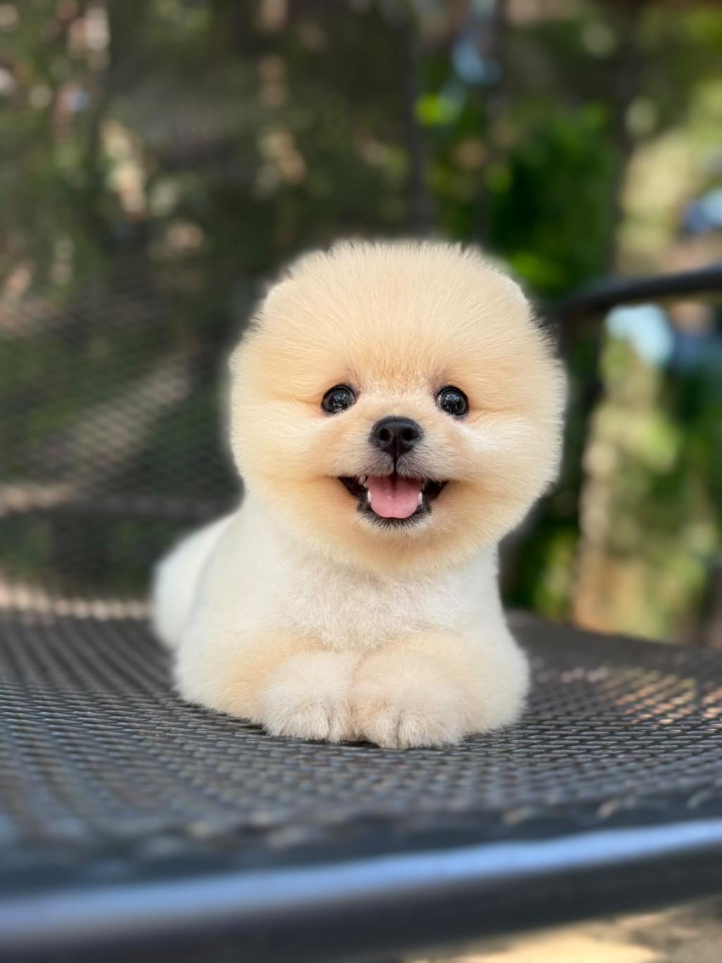 ORJİNAL POMERANİAN BOO YAVRUMUZ