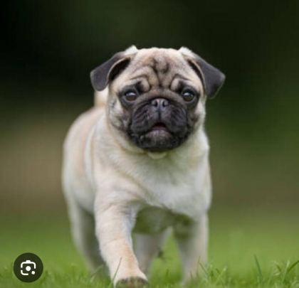 MUTE KALİTELİ PUG