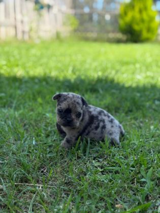 SON İKİ ADET FRENCH BULLDOG KALMIŞTIR