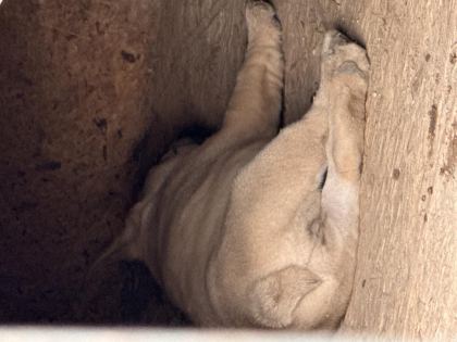 ÇOK ACİL SON BİR ADET DİŞİ FRENCH BULLDOG KALMIŞTIR