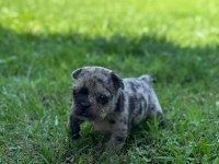 SON İKİ ADET FRENCH BULLDOG KALMIŞTIR