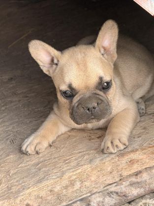 ÇOK ACİL SON BİR ADET DİŞİ FRENCH BULLDOG KALMIŞTIR