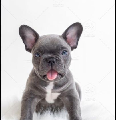BLUE EXOTİC DİŞİ ERKEK FRENCH BULLDOG YAVRULARIMIZ