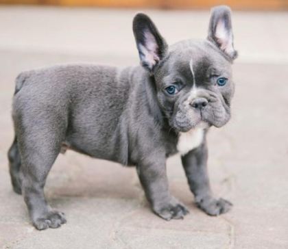BLUE EXOTİC DİŞİ ERKEK FRENCH BULLDOG YAVRULARIMIZ
