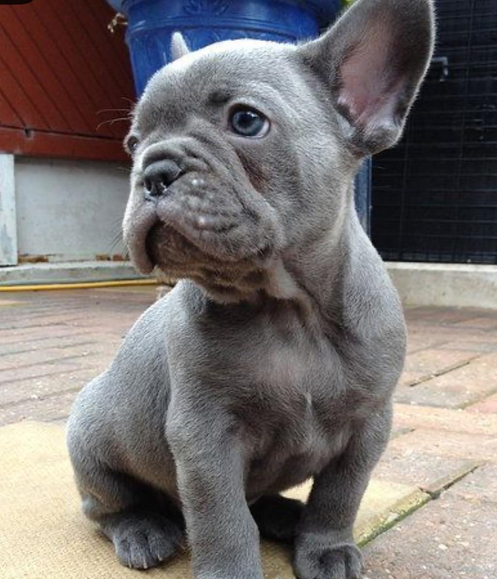 BLUE EXOTİC DİŞİ ERKEK FRENCH BULLDOG YAVRULARIMIZ