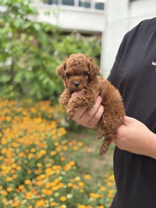 TOY POODLE DİŞİ YAVRUM