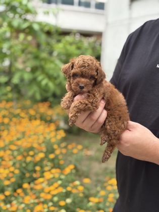 TOY POODLE DİŞİ YAVRUM