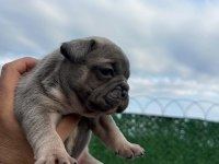 FRENCH BULLDOG YAVRULAR HEPSİ NADİR RENK