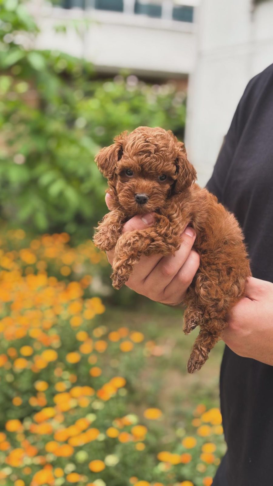 TOY POODLE DİŞİ YAVRUM