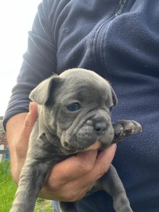 FRENCH BULLDOG YAVRULAR HEPSİ NADİR RENK